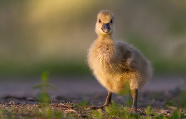 Picture baby, Chicks, the goslings