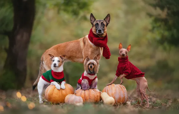 Autumn, dogs, pumpkin, company, Quartet, Irina Andrianova