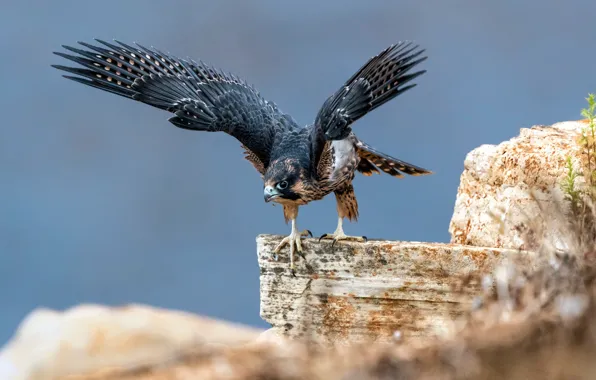 Stones, bird, wings, peregrine