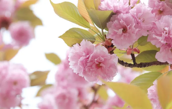 Leaves, macro, flowers, branches, spring, Sakura, pink, light background