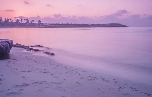 Sea, water, surface, palm trees, dawn, shore, stone, morning
