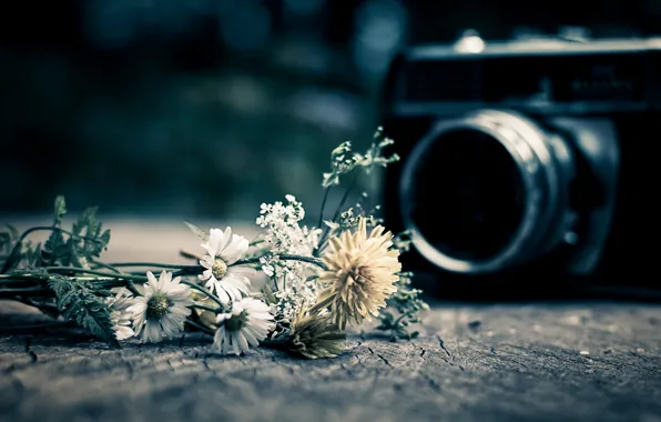 Flowers, background, widescreen, Wallpaper, mood, camera, the camera, wallpaper