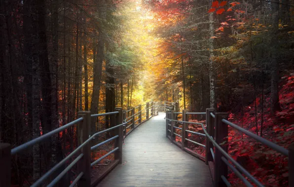 Picture autumn, bridge, Park