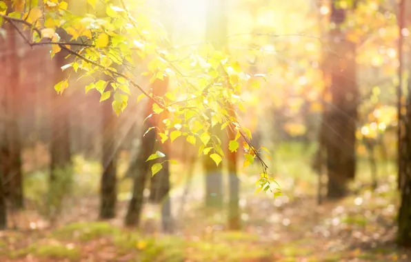 Leaves, the sun, rays, trees, branches, nature, background, tree
