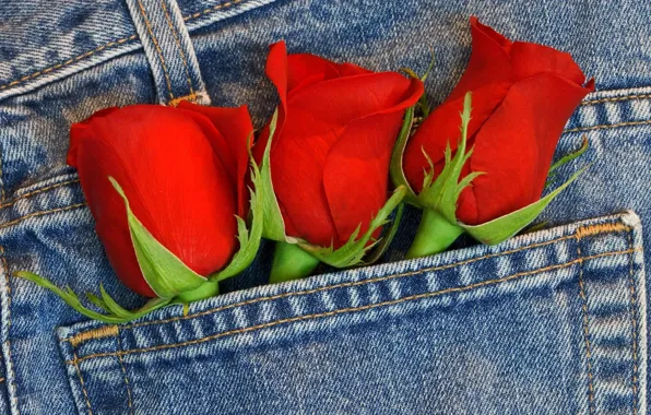 Roses, bouquet, jeans