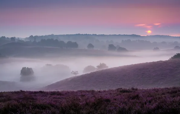 Picture hills, fog, Heather