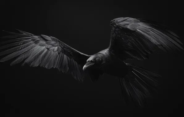 Bird, black & white, wings, black and white, Raven, raven, wings, nocturnal