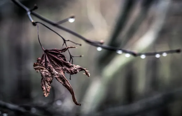 Leaves, drops, branches, nature