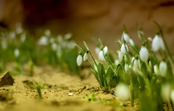 Picture flowers, snowdrops, bokeh