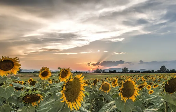 Sunflowers, sunset, nature