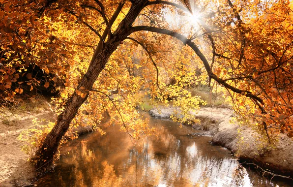 Autumn, light, nature, river