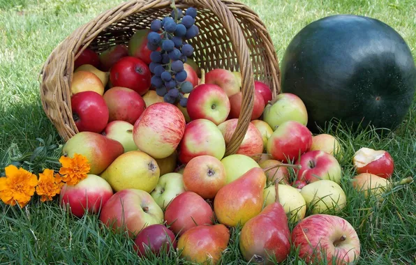 Picture grass, berries, basket, apples, watermelon, grapes, fruit, pear
