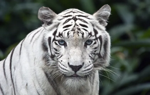 White, look, tiger