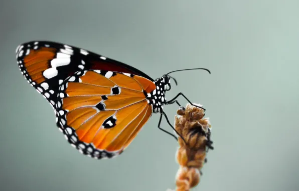 Close-up, butterfly, close-up, butterfly, blurred background, blurred background