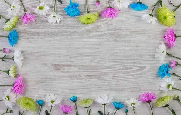 Flowers, colorful, white, chrysanthemum, wood, blue, pink, flowers