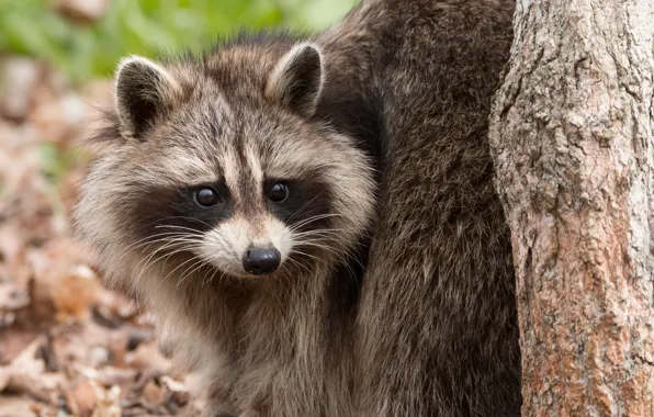 Picture look, nature, raccoon