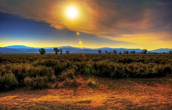 Field, grass, the sun, trees, mountains, glare, morning