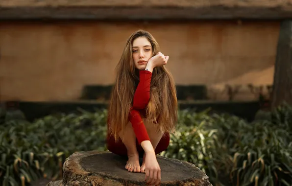 Picture look, stump, sitting, bokeh, Helena