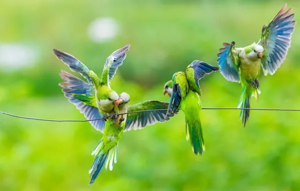 Picture birds, background, wire, parrots, Kalita, The Monk Parrot