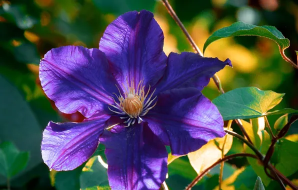 Picture purple, leaves, clematis