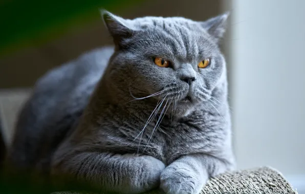 Cat, cat, look, face, grey, lies, evil, unhappy