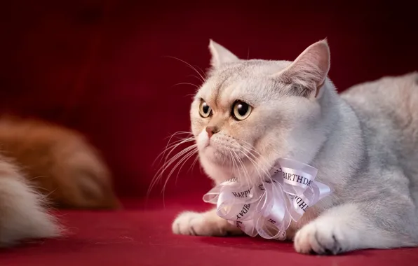 Cat, white, cat, look, kitty, portrait, lies, bow