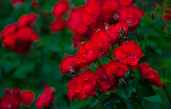 Bush, roses, buds, bokeh, red roses