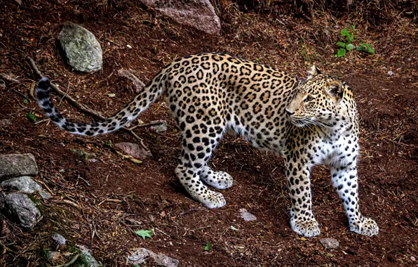 Picture predator, leopard, animal