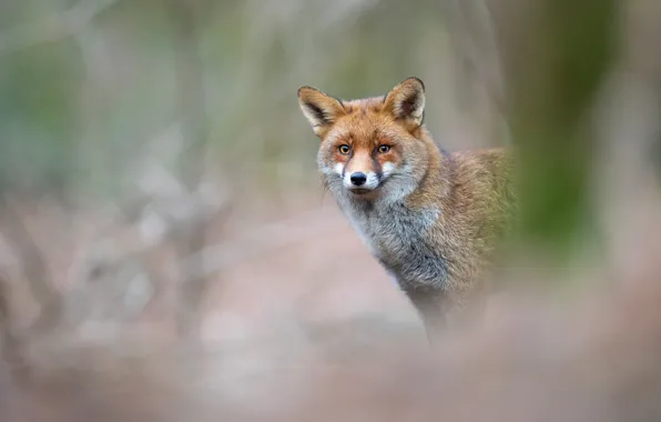 Picture look, face, nature, portrait, Fox, red, blurred background