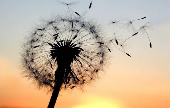 Picture the sky, macro, sunset, flowers, background, dandelion, Wallpaper, plant