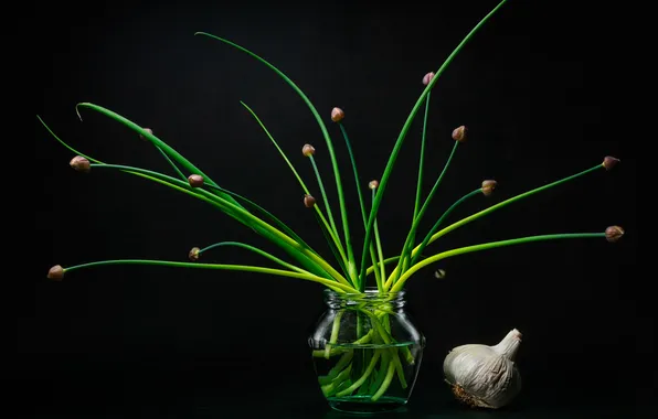 Still life, black background, garlic, garlic arrows