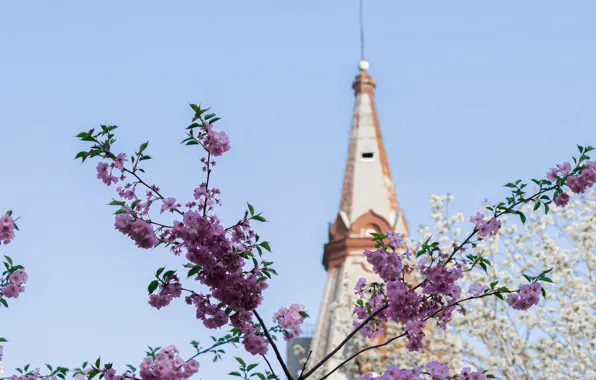 The sky, Japan, spring, Sakura