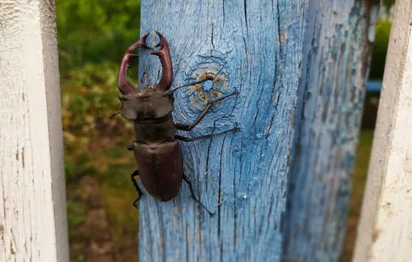 Summer, the fence, stag beetle