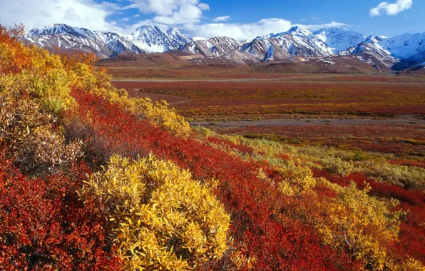 Picture snow, trees, mountains, the steppe, Alaska, the bushes