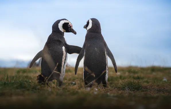 The sky, grass, penguins, pair, Antarctic Penguins