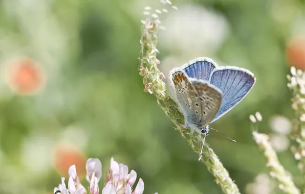 Macro, flowers, butterfly, insect