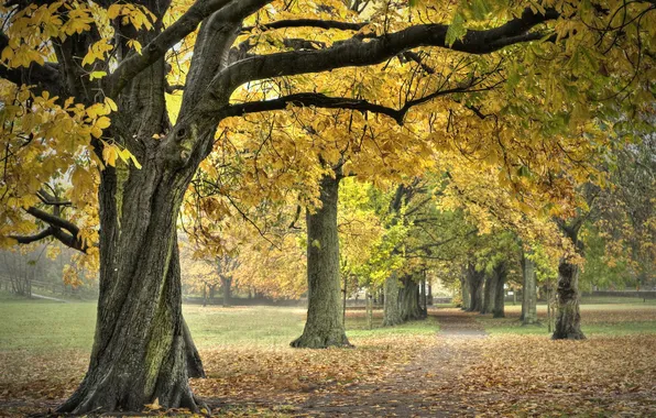 Autumn, nature, Park