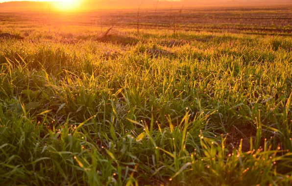 Picture field, sunset, grass, field, sunset