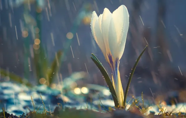 White, flower, pretty