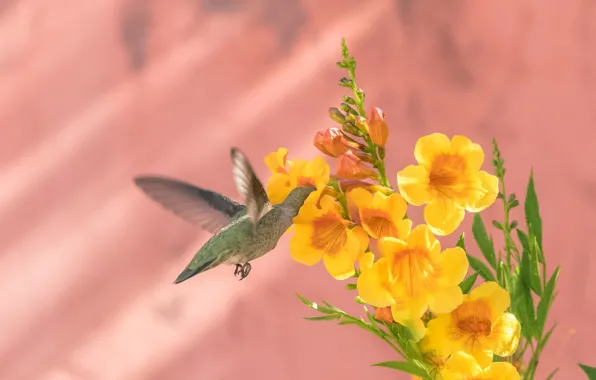 Flower, background, bird, Hummingbird, Calypte Anna, bignonia