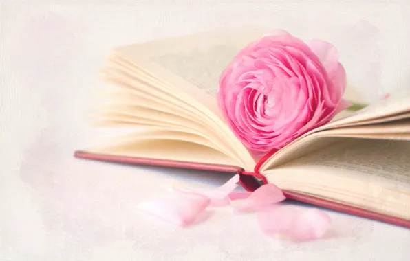 Picture macro, flowers, background, book