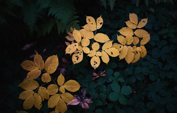 Colors, leaves, garden, plants