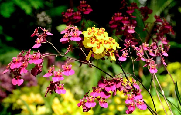 Picture summer, flowers, nature