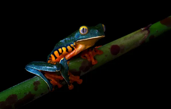 Look, frog, stem, spot, black background, green