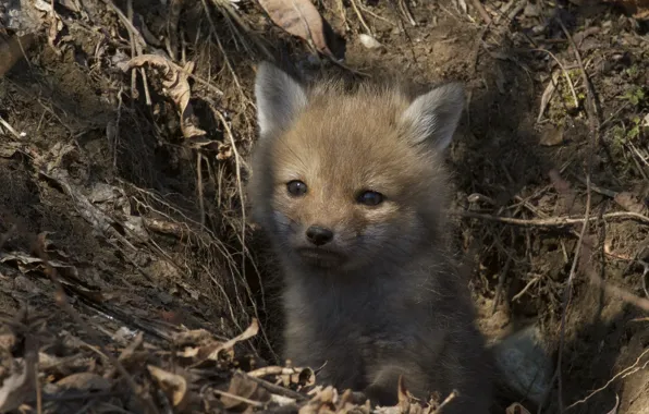 Nora, Fox, cub, Fox