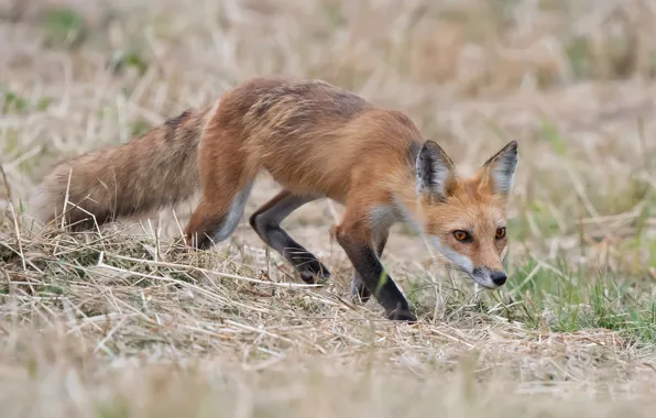 Picture grass, pose, Fox