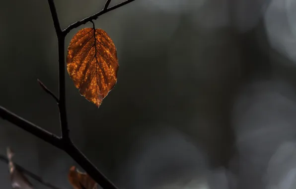 Autumn, macro, sheet, yellow, branch, dry