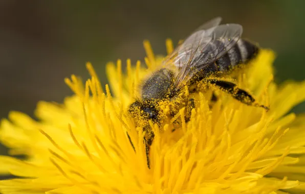 Flower, macro, yellow, bee, dandelion, pollen, pollination