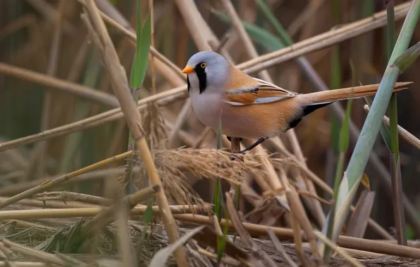 Bird, bearded Tits, Marat Kuchkaev