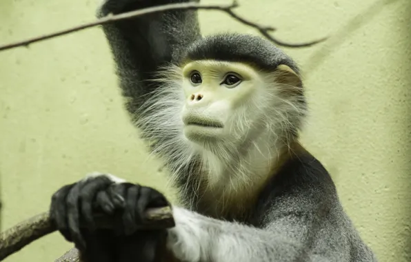 Look, face, branches, background, wall, portrait, paws, monkey